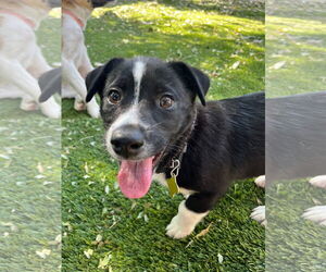 Mutt Dogs for adoption in Sandy, UT, USA