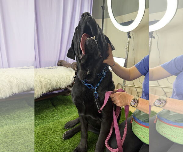 Medium Photo #5 Mutt Puppy For Sale in Goodyear, AZ, USA