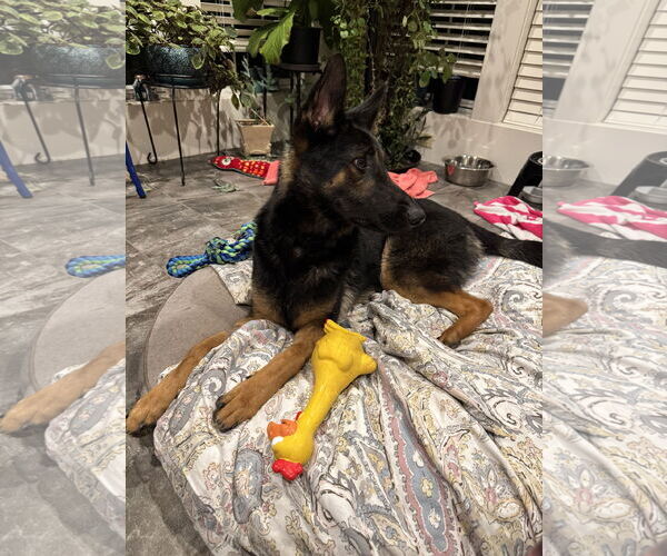 Medium Photo #1 German Shepherd Dog-Unknown Mix Puppy For Sale in Seattle, WA, USA