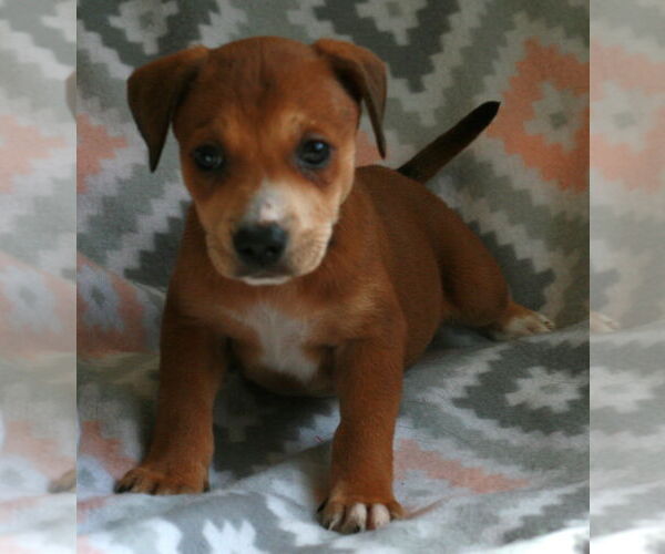 Medium Photo #14 Labrador Retriever-Unknown Mix Puppy For Sale in Attalka, AL, USA