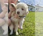 Small Photo #5 Maremma Sheepdog Puppy For Sale in PORTLAND, IN, USA