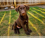 Small #2 Labrador Retriever Mix