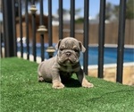 Small #1 English Bulldog