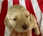 Small Photo #3 Goldendoodle Puppy For Sale in SIGNAL MOUNTAIN, TN, USA