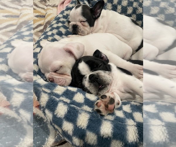 Medium Photo #3 French Bulldog Puppy For Sale in ARLETA, CA, USA