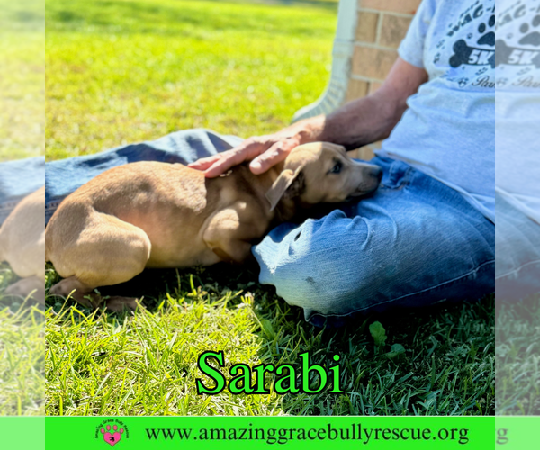 Medium Photo #7 Bulldog-Labrador Retriever Mix Puppy For Sale in Pensacola, FL, USA