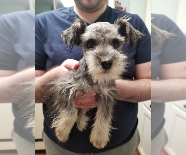 Medium Photo #6 Schnauzer (Miniature) Puppy For Sale in CANBY, OR, USA