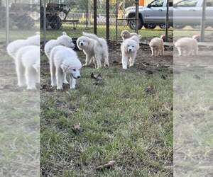 Great Pyrenees Puppy for sale in SILSBEE, TX, USA