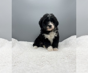 Miniature Bernedoodle Puppy for sale in STRASBURG, OH, USA