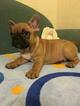 Small Photo #4 French Bulldog Puppy For Sale in BAY VIEW, WI, USA