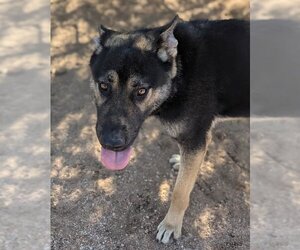 Sarge - - Male Australian Kelpie-German Shepherd Dog Mix Dog for Adoption - Photo #12