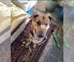 Small #5 German Shepherd Dog-Great Dane Mix
