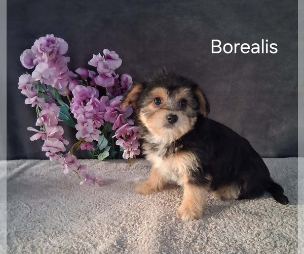 Medium Photo #2 Yo-Chon Puppy For Sale in MOUNT PLEASANT, MI, USA