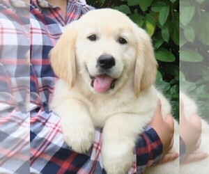 Golden Retriever Puppy for sale in PARTRIDGE, KS, USA