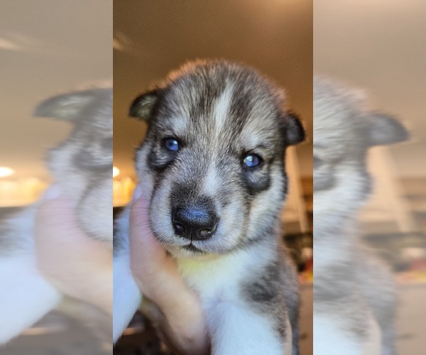 Medium Photo #5 Siberian Husky Puppy For Sale in FORT PLAIN, NY, USA