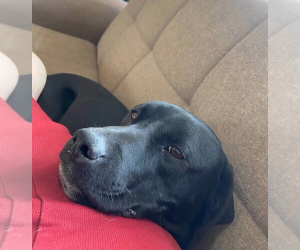 Medium Photo #2 Labrador Retriever-Unknown Mix Puppy For Sale in Aurora, IN, USA