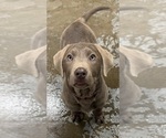 Puppy Lili Labrador Retriever