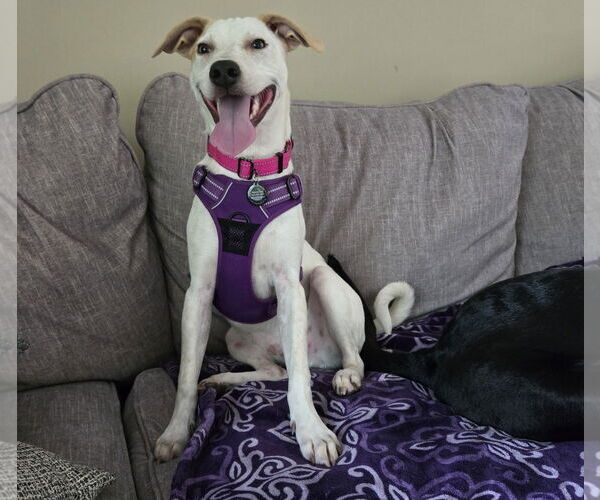 Medium Photo #2 Jack Russell Terrier-Unknown Mix Puppy For Sale in Princeton, MN, USA