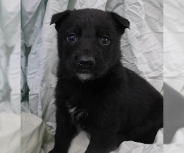 Medium Photo #1 Labrador Retriever-Unknown Mix Puppy For Sale in Thief River Falls, MN, USA