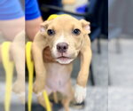 Small #2 Mutt