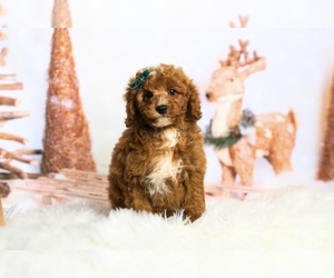 Goldendoodle (Miniature) Puppy for sale in WARSAW, IN, USA
