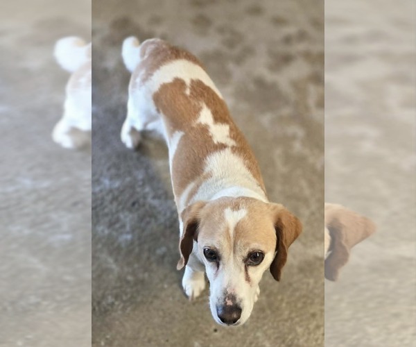 Medium Photo #3 Beagle Puppy For Sale in Woodsfield, OH, USA