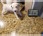 Small Photo #1 Dalmatian Puppy For Sale in ARLINGTON, TX, USA