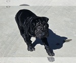 Small Photo #3 Chinese Shar-Pei Puppy For Sale in APPLE VALLEY, CA, USA