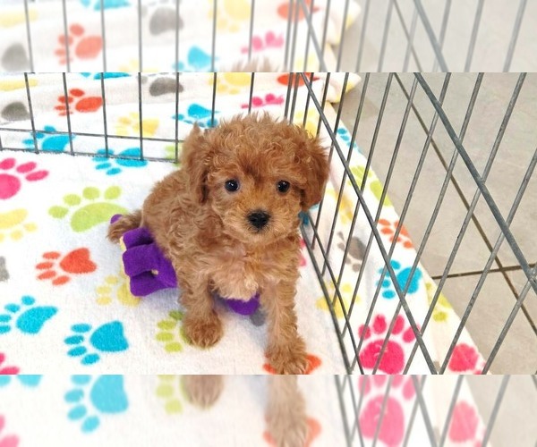 Medium Photo #12 Cavapoo (Miniature)-Poodle (Toy) Mix Puppy For Sale in ORO VALLEY, AZ, USA