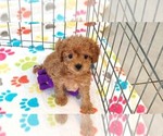 Small #11 Cavapoo (Miniature)-Poodle (Toy) Mix