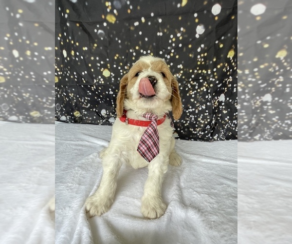 Medium Photo #3 Goldendoodle (Miniature) Puppy For Sale in LANCASTER, PA, USA