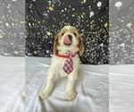 Small Photo #3 Goldendoodle (Miniature) Puppy For Sale in LANCASTER, PA, USA