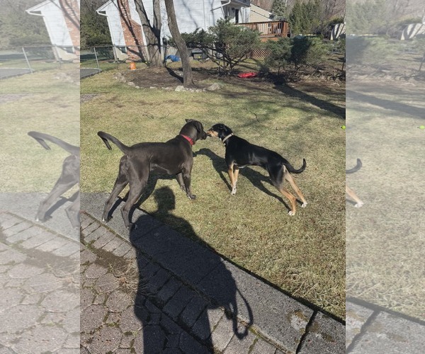 Medium Photo #4 Labmaraner Puppy For Sale in Westwood, NJ, USA