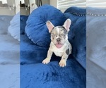 Small Photo #15 French Bulldog Puppy For Sale in JACKSONVILLE, FL, USA