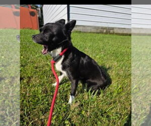 Chihuahua-Unknown Mix Dogs for adoption in Westminster, MD, USA