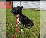 Small Chihuahua Mix