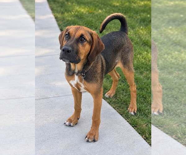 Medium Photo #1 Mutt Puppy For Sale in Greenville, SC, USA