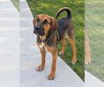 Timmy - Male Mutt Dog for Adoption - Small photo