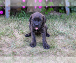 Small #2 Cane Corso