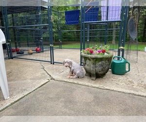 Weimaraner Puppy for sale in PESHTIGO, WI, USA