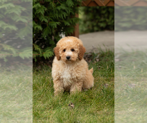 Miniature Labradoodle Puppy for sale in NAPPANEE, IN, USA
