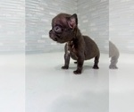 Small Photo #41 French Bulldog Puppy For Sale in EASTVALE, CA, USA