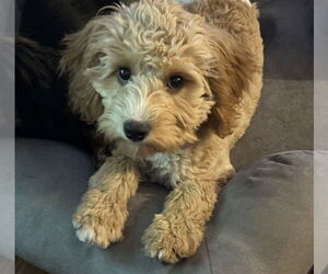 Cavalier King Charles Spaniel Dogs for adoption in Sioux Falls, SD, USA