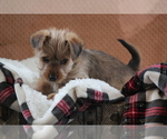 Small Photo #2 Morkie Puppy For Sale in LUDLOW, MO, USA