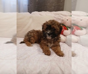 Doxiepoo (Miniature) Puppy for Sale in BURLINGTON, Massachusetts USA