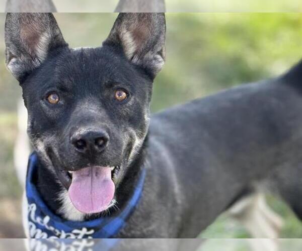 Medium Photo #1 German Shepherd Dog-Unknown Mix Puppy For Sale in Pueblo, CO, USA