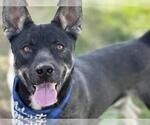 Small German Shepherd Dog Mix