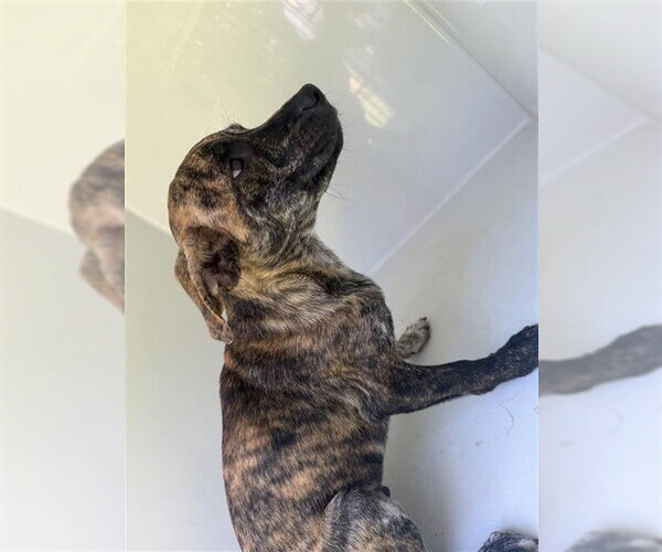 Medium Photo #1 Plott Hound-Unknown Mix Puppy For Sale in Houston, TX, USA