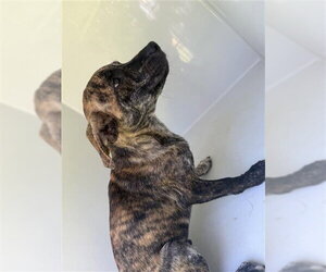 Plott Hound-Unknown Mix Dogs for adoption in Houston, TX, USA