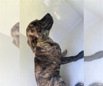Small Plott Hound Mix